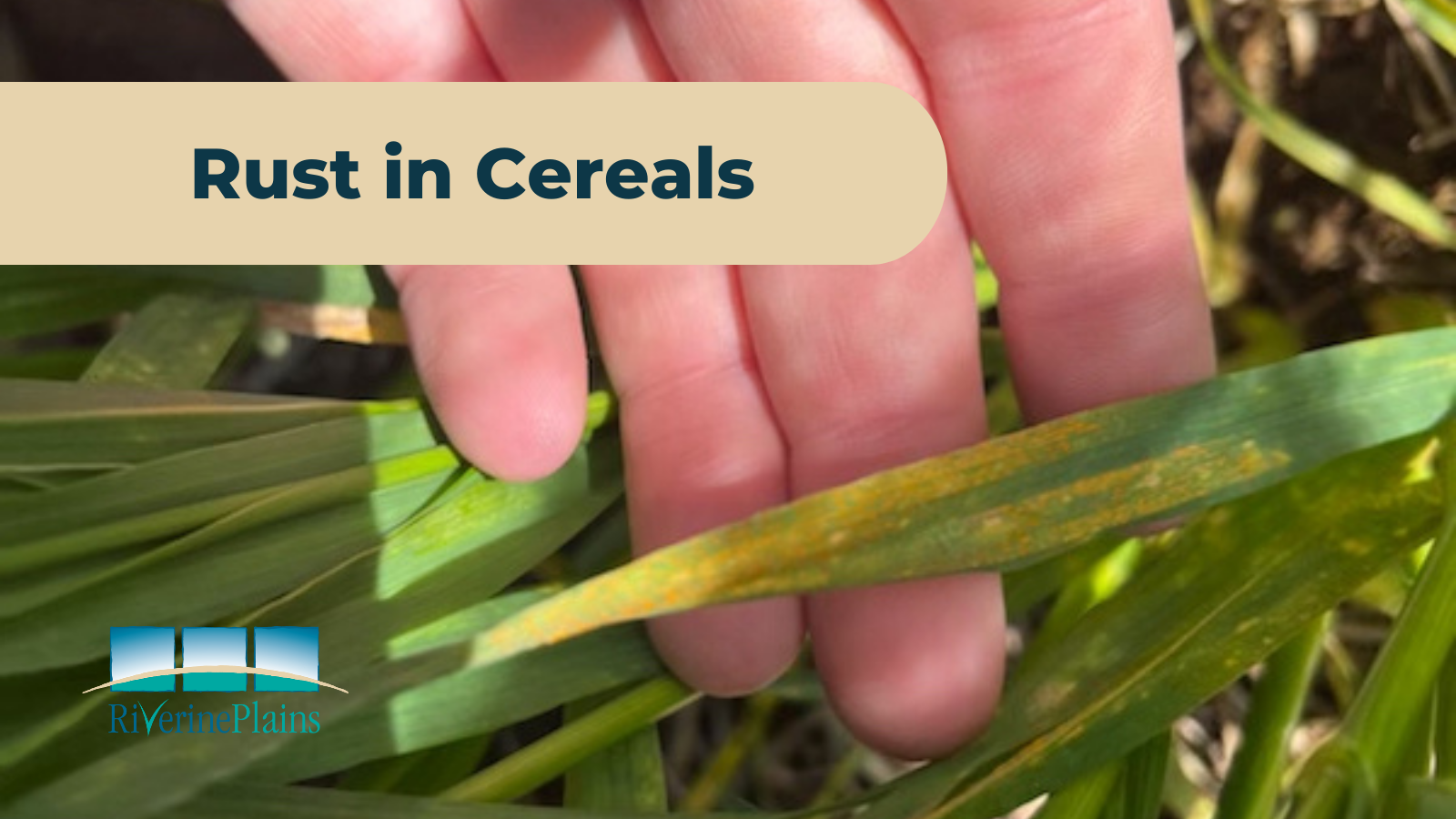 Rust In Cereals rust-in-cereals